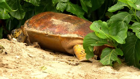 sea turtle crawling onto beach, hiding in vegetation while building nest