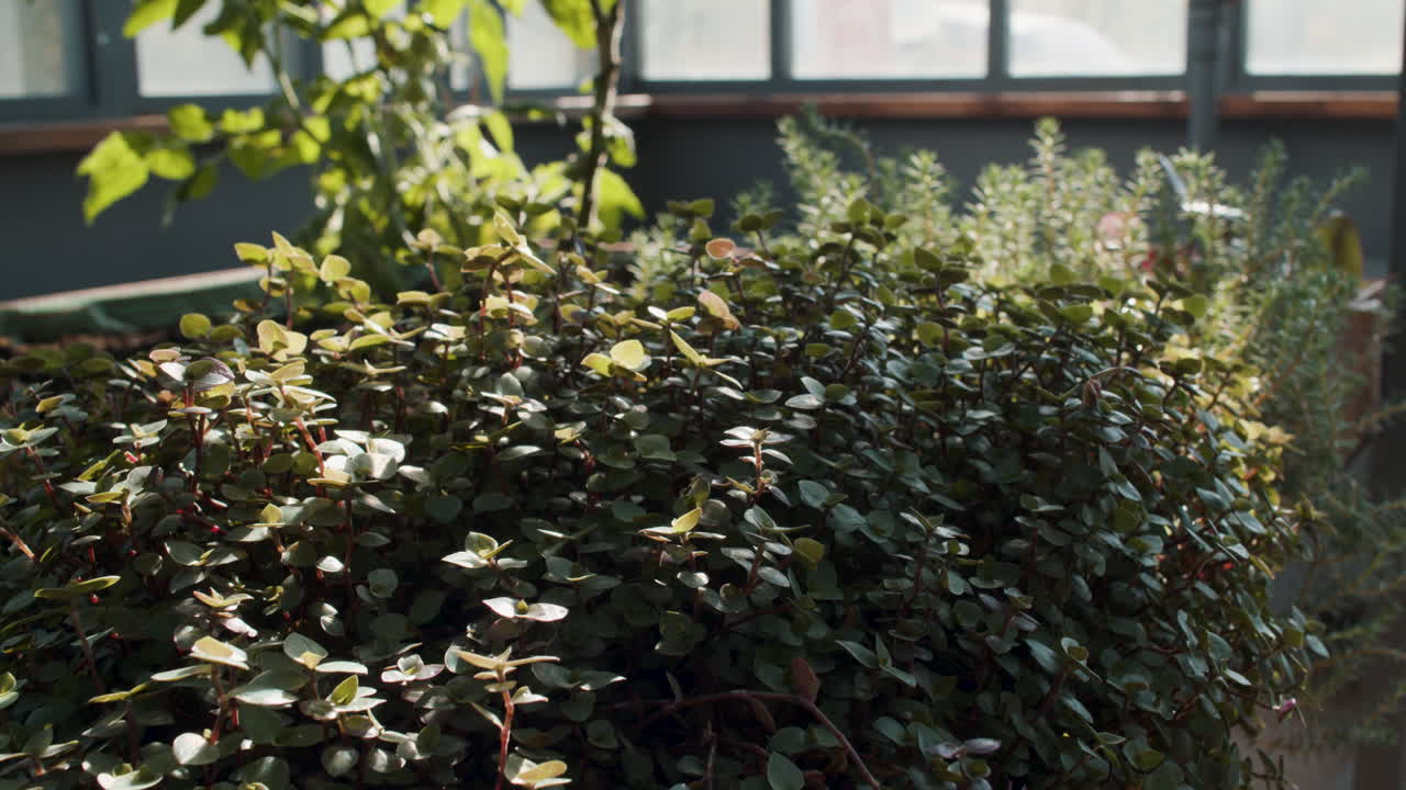 溫室內部的溫室