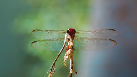 beautiful scenery of red dragonfly on a dry stem of a plant during sunny day - close up shot