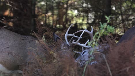 deer-buck-antlers-locked-in-battle-behind-bush-cover-slomo
