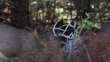 Hirschgeweihe-Im-Kampf-Hinter-Buschdecke-Slomo-Eingeschlossen