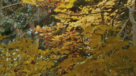 yellow leaves falling down trees in autumn season in 4k