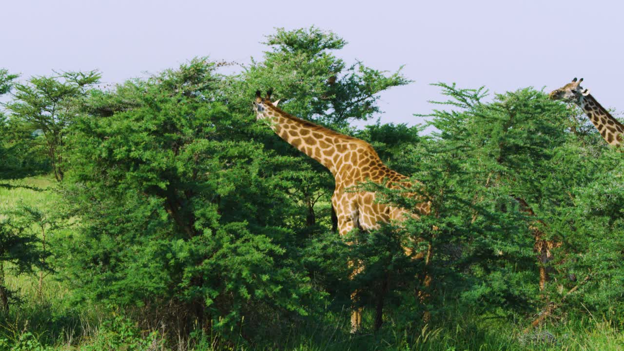 Giraffes Feeding On Tallest Branches Of Tree In Wild As Seen On Safari ...