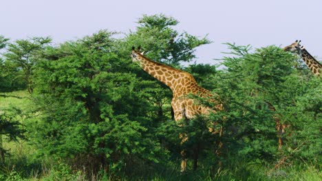 jirafas alimentándose de las ramas más altas de los árboles en estado salvaje como se ve en un safari en cámara lenta
