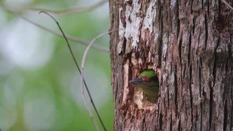 la cámara se aleja revelando a este individuo en la madriguera, barbet psilopogon incognitus, tailandia
