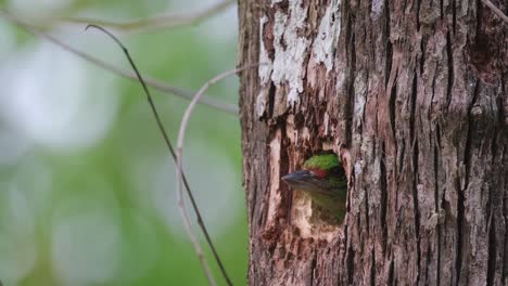 camera zooms out revealing this individual in the burrow, moustached barbet psilopogon incognitus, thailand