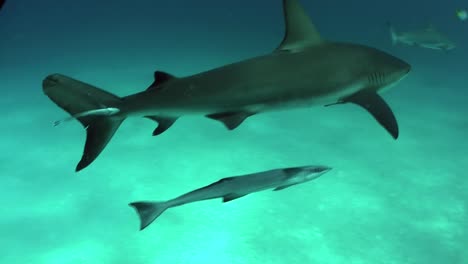 buenas imágenes de un tiburón nadando bajo el agua