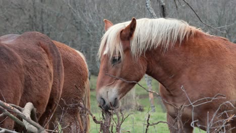 Pedigree-horse-with-blond-horsehair-and-brown-fur-looking-around-next-to-two-more-horses