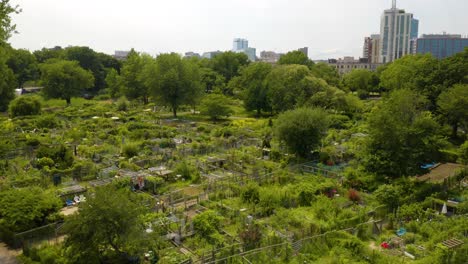 establishing shot of an urban community garden in summer