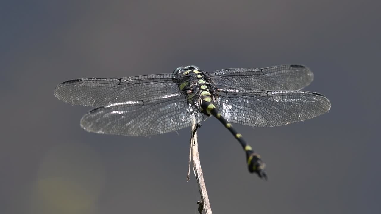 일반적인 flangetail 잠자리는 태국과 아시아에서 흔히 볼 수 있습니다.