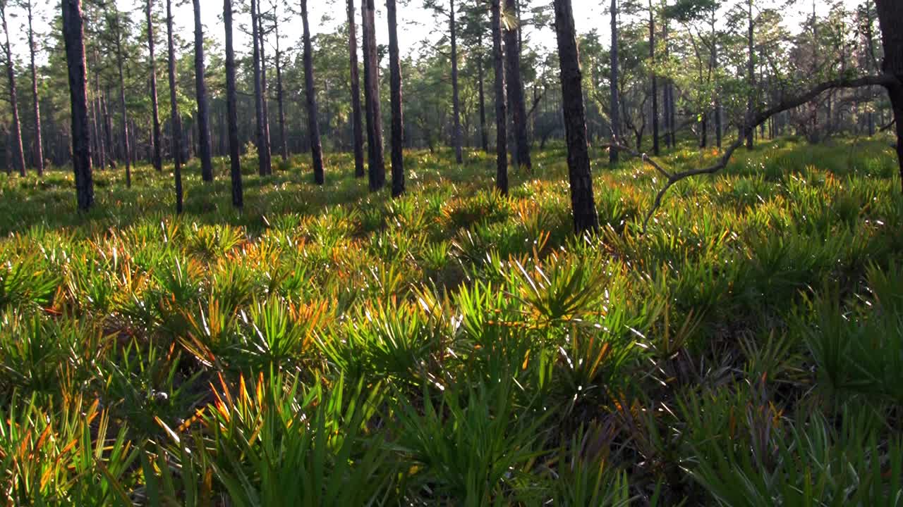 플로리다 에버글레이즈의 풀과 머릿단
