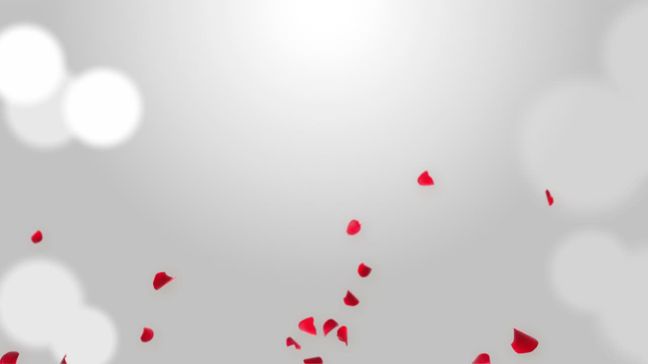 Anniversary loop background with falling red rose petals realistic 3d ...