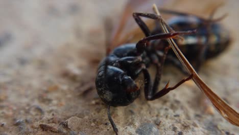 A-black-hornet-is-seen-wrapped-around-a-piece-of-its-wing-moving-around