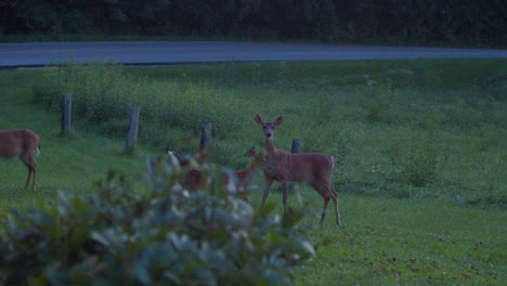 cautious herd of white tail deers by roadside under apple trees