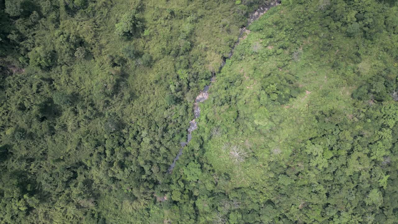 top down view of a jungle