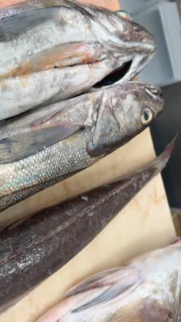 raw fish displayed for sale