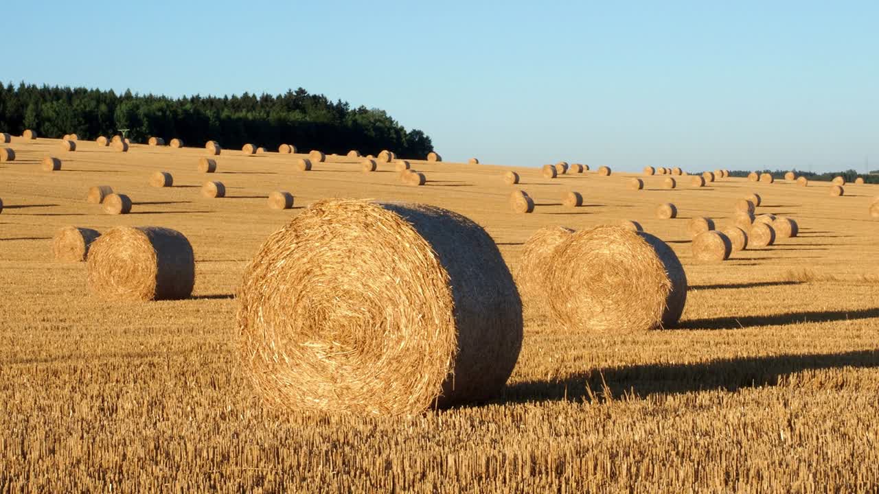 balas de heno en el campo después de la cosecha. campo agrícola. balas de heno en el paisaje del campo dorado.