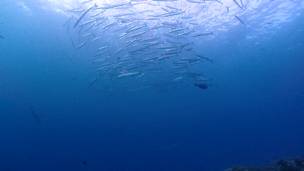 암초 위의 표면 가까이에 매달려있는 바라쿠다 물고기의 토네이도 아래 깊은 곳에서 촬영하는 카메라