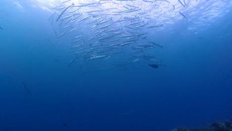 Camera-filming-deep-below-a-tornado-of-barracuda-fish-hanging-around-close-to-the-surface-above-the-reef