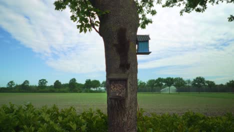 nuez y casa de pájaros en el árbol en el paisaje de la agricultura con la ardilla trepando hacia abajo