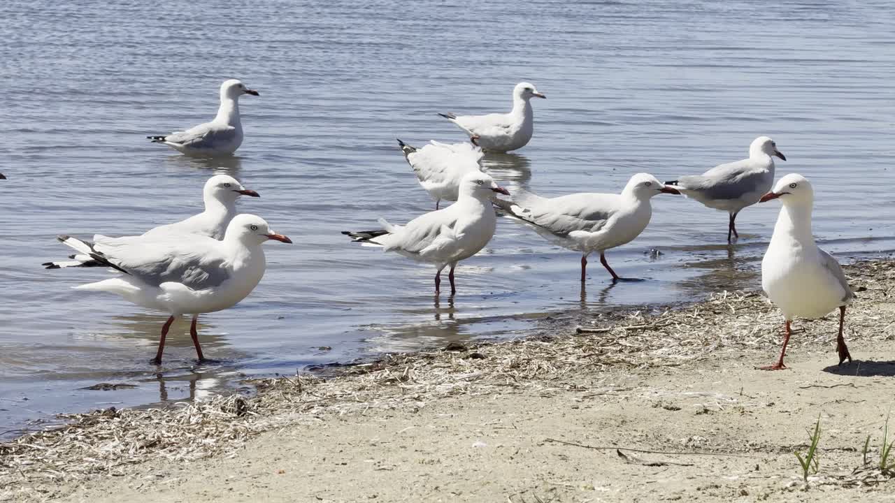 Il gabbiano dal becco rosso gioca in acque poco profonde e distese di fango delle zone umide australiane, mostrando un comportamento naturale e interazione con l'ambiente in una tranquilla scena all'aperto.