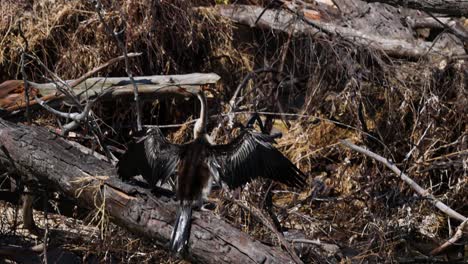 anhinga spreads wings on a log