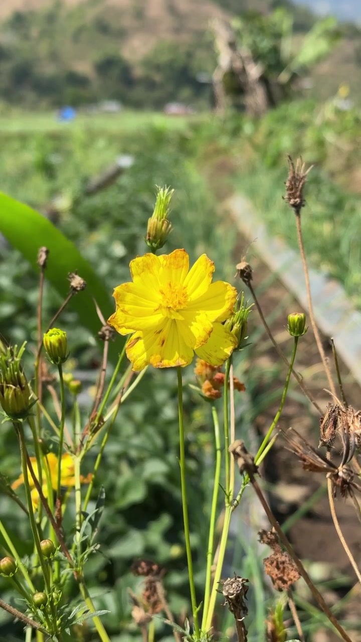 Bright Yellow Cosmos Flower Blooming in a Sunny Field