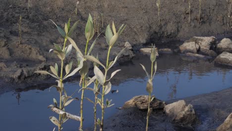 plantas moribundas balanceándose suavemente en manglares en karachi