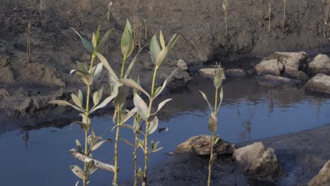 dying plants swaying gently at mangrove in karachi