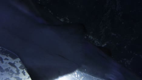 grey nurse shark swimming above aquarium glass with light shining down