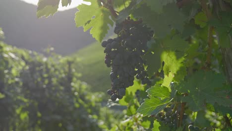 Uvas-Frescas-Que-Crecen-En-El-Viñedo---Valle-De-Ahr,-Renania-palatinado,-Alemania---Retroiluminación