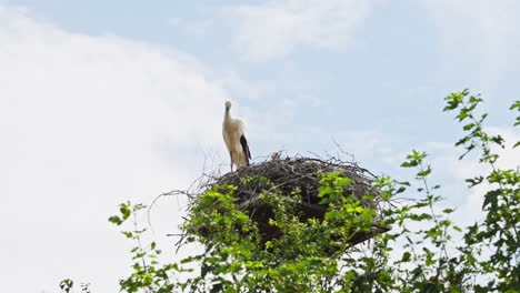 white stork standing in its nest on top of a tree. - wide shot