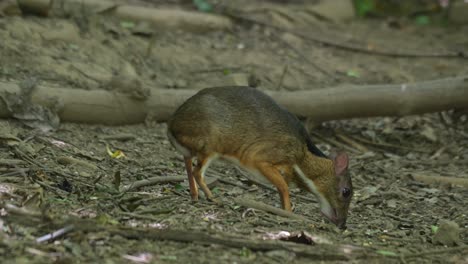 mirando hacia la izquierda mientras se mueve hacia adelante mientras come algunas frutas caídas en el suelo del bosque, el ciervo ratón menor tragulus kanchil, tailandia