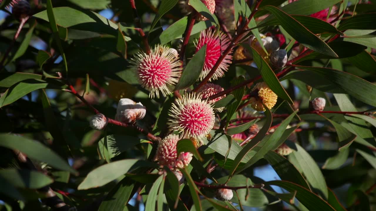 las abejas volando alrededor de la planta de hakea laurina, durante el día soleado maffra, victoria, australia cámara lenta
