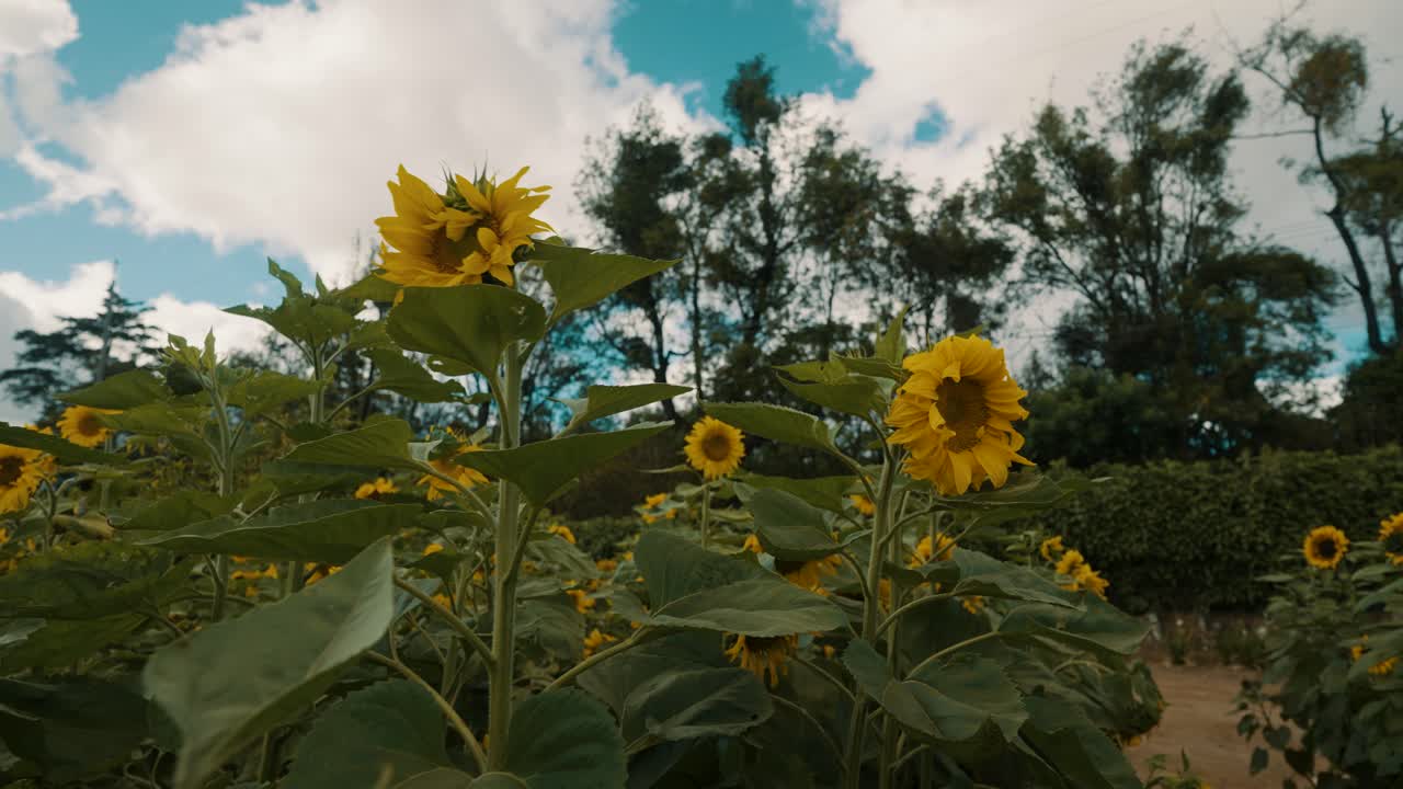campo de girasoles contra el cielo azul nublado - cerrar