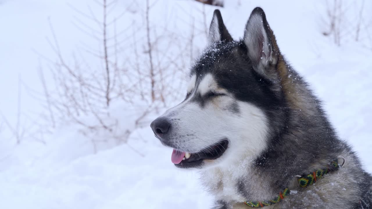 primer plano de un husky siberiano en la nieve.