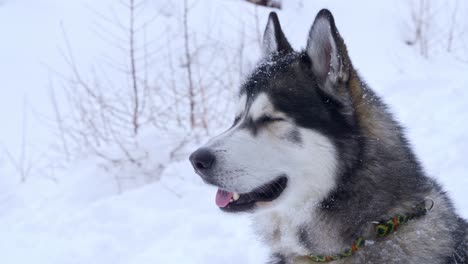 close shot of a siberian husky in the snow