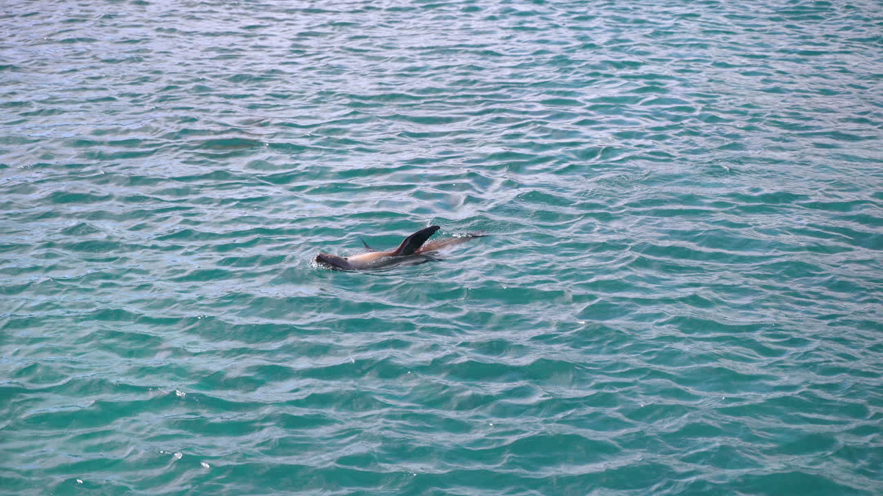 갈라파고스 바다사자 개방된 물에서 수영
