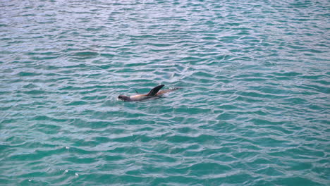 Lobo-Marino-De-Galápagos-Nadando-En-Aguas-Abiertas