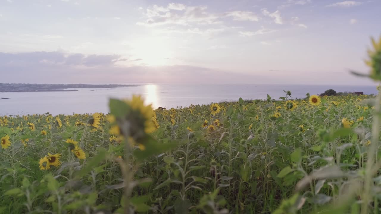 Bask in the breathtaking beauty of vibrant sunflowers at sunset, a golden-hued field overlooking Gimnyeong Beach on Jeju Island, Korea