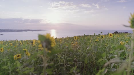 Bask-in-the-breathtaking-beauty-of-vibrant-sunflowers-at-sunset,-a-golden-hued-field-overlooking-Gimnyeong-Beach-on-Jeju-Island,-Korea