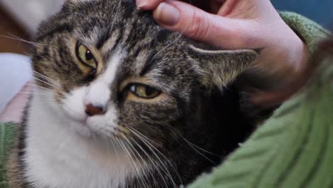 Die-Katze-Sitzt-Auf-Seinem-Schoß,-Die-Frau-Streichelt-Die-Gefleckte-Katze