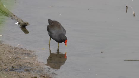 Searching for food in the bank of the water