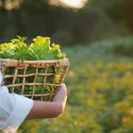 granjero se aleja con una canasta de hierbas y ensalada en un campo