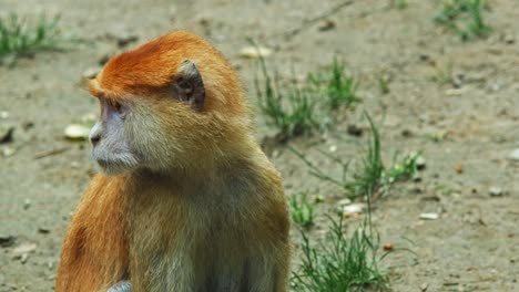 primer plano de un mono patas curiosamente mirando los alrededores en sabana abierta