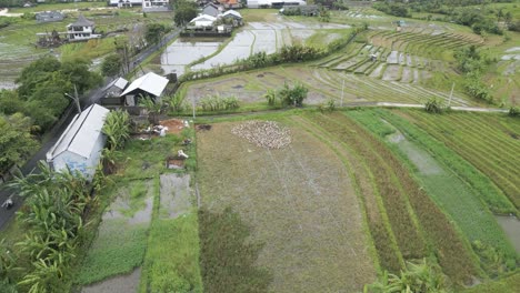 Aerial-shot-over-a-rice-field-with-ducks