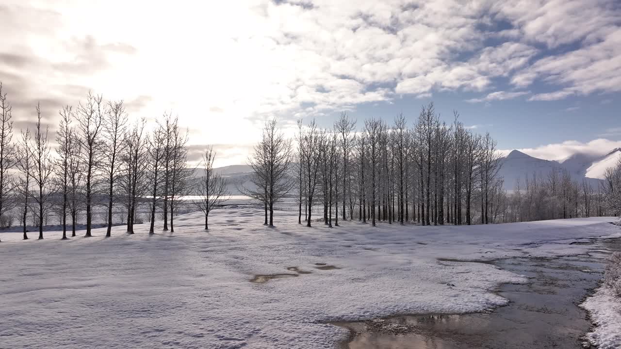 Winter scene near Borgarnes with bare trees in rows over snowy ground, reflecting sunlight under a cloudy sky. View toward Hafnarfjall and Baula mountains in west Iceland.