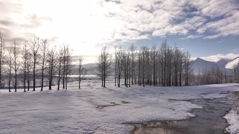 winter scene near borgarnes with bare trees in rows over snowy ground, reflecting sunlight under a cloudy sky. view toward hafnarfjall and baula mountains in west iceland.