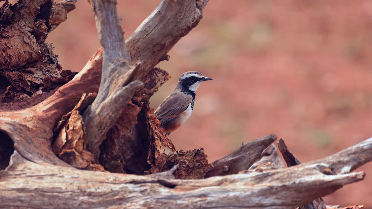 Capped Wheatear bird framed by tree root vocalizes on breezy day