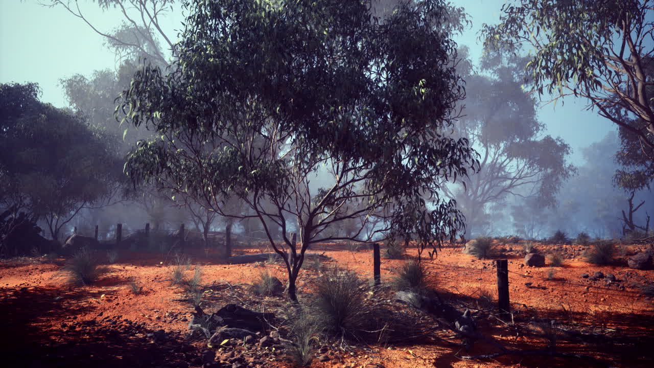 Tågede træer i den australske outback